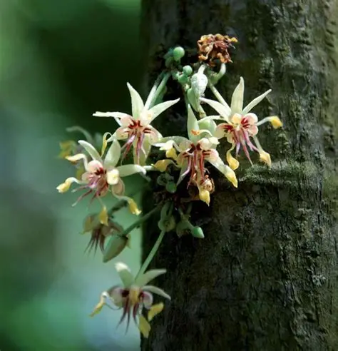 fleur de cacao